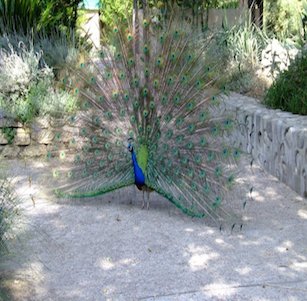 Los Angeles County Arboretum